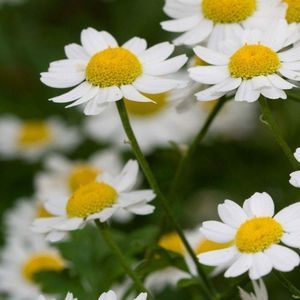 Meet your Posher, Vivienne